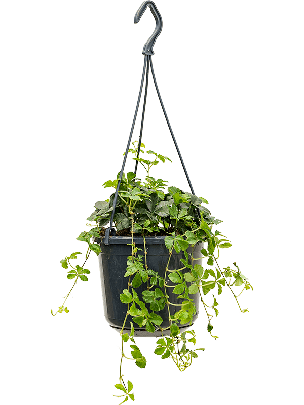 Planta naturala de interior Hanger D20xH40cm Parthenocissus striata PS15/12cm in pamant