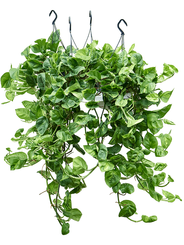 Planta naturala de interior Hanger D20xH40cm Scindapsus (Epipremnum) 'Global Green' PS15/11cm in pamant