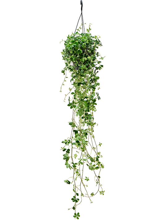 Planta naturala de interior Hanger D20xH60cm Parthenocissus striata PS19/15cm in pamant