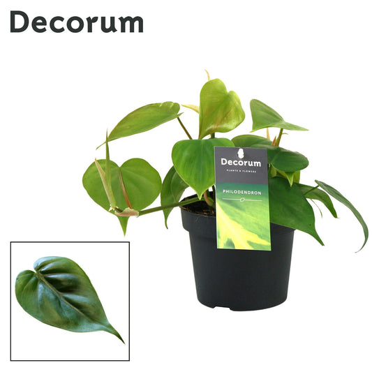 Planta naturala de interior Hanger D25xH20cm Philodendron scandens PS12/9cm in pamant