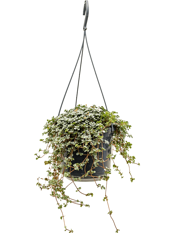 Planta naturala de interior Hanger D25xH20cm Pilea glauca PS15/12cm in pamant