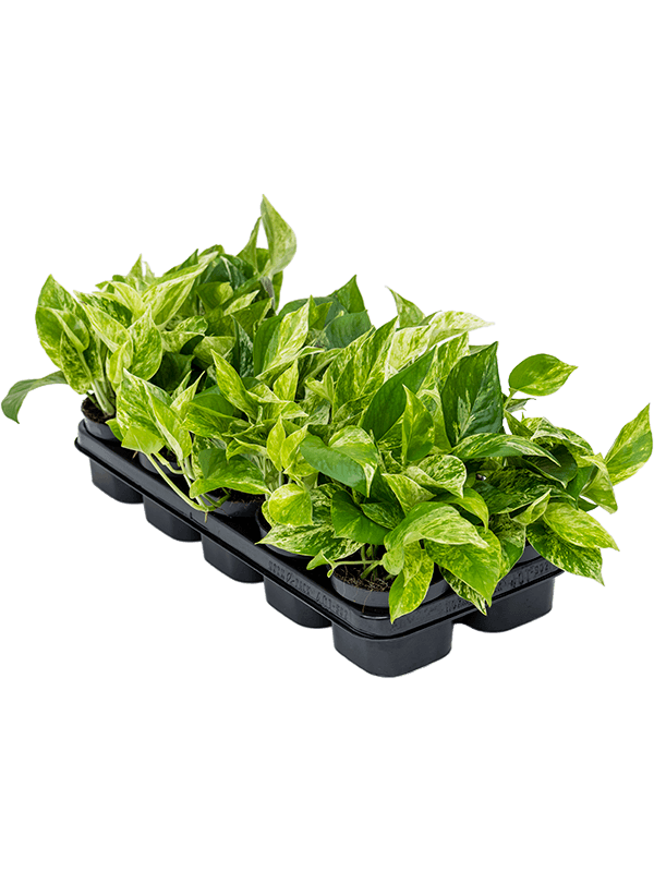 Planta naturala de interior Hanger D25xH20cm Scindapsus (Epipremnum) 'Marble Queen' PS12/10cm in pamant