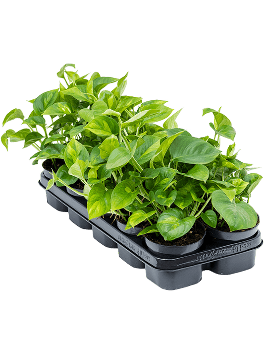 Planta naturala de interior Hanger D25xH25cm Scindapsus (Epipremnum) 'Global Green' PS12/10cm in pamant
