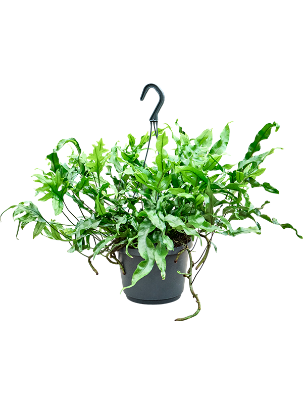 Planta naturala de interior Hanger D25xH30cm Microsorum diversifolium PS17/12cm in pamant