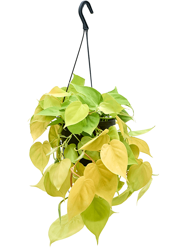 Planta naturala de interior Hanger D25xH30cm Philodendron scandens 'Lemon Lime' PS17/13cm in pamant