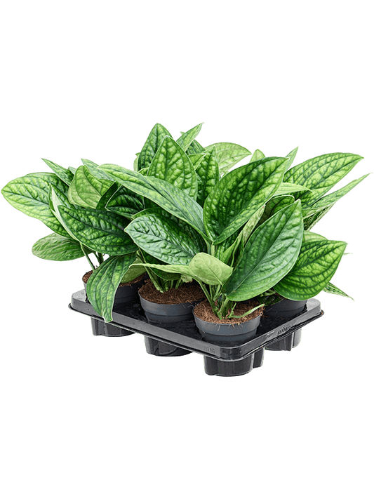 Planta naturala de interior Hanger D25xH30cm Scindapsus (Epipremnum) pinnatum 'Marble Planet' PS12/11cm in pamant