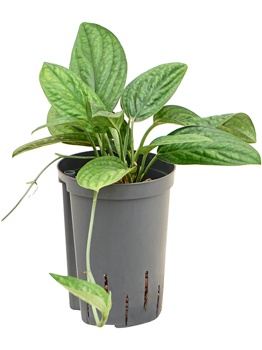 Planta naturala de interior Hanger D25xH35cm Monstera karstenianum P15/19cm in hidrogranule