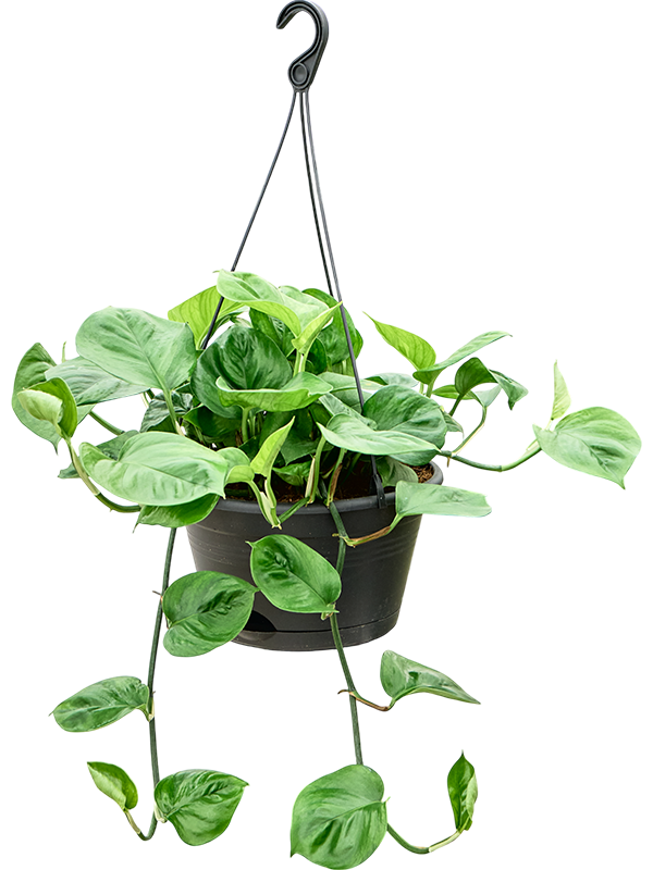 Planta naturala de interior Hanger D25xH35cm Scindapsus (Epipremnum) 'Manjula green' PS28/24cm in pamant