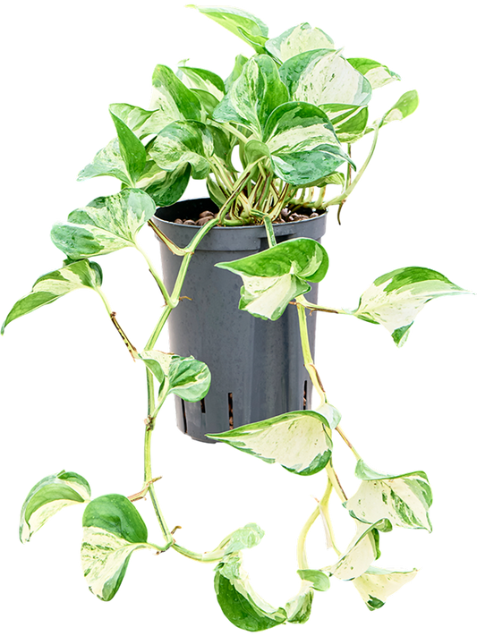 Planta naturala de interior Hanger D25xH35cm Scindapsus (Epipremnum) 'Manjula variegata' P15/19cm in hidrogranule