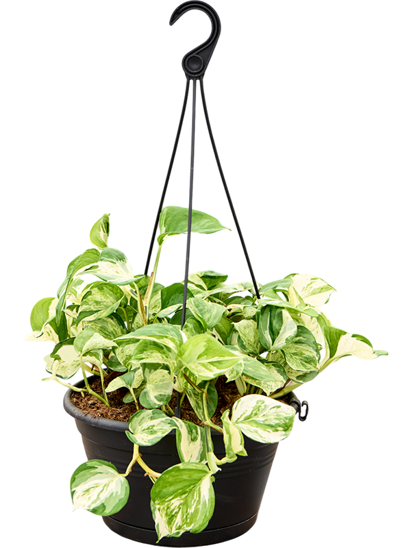 Planta naturala de interior Hanger D25xH35cm Scindapsus (Epipremnum) 'Manjula variegata' PS28/24cm in pamant