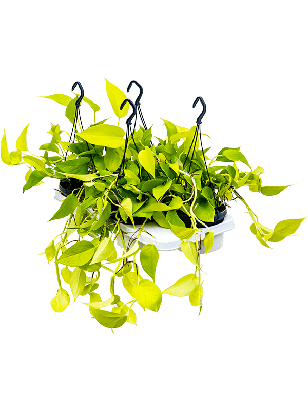 Planta naturala de interior Hanger D25xH40cm Scindapsus (Epipremnum) 'Golden Pothos' PS15/11cm in pamant