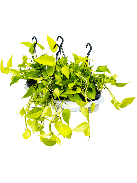 Planta naturala de interior Hanger D25xH40cm Scindapsus (Epipremnum) 'Golden Pothos' PS15/11cm in pamant