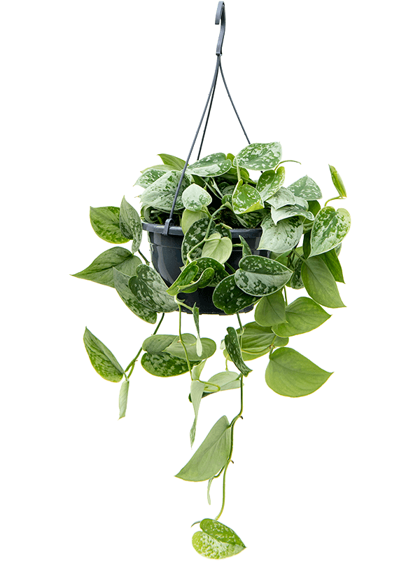 Planta naturala de interior Hanger D25xH40cm Scindapsus pictus 'Silvery Ann' PS19/15cm in pamant