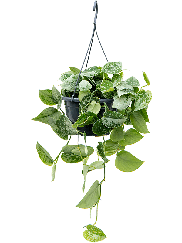 Planta naturala de interior Hanger D25xH40cm Scindapsus pictus 'Silvery Ann'' PS19/15cm in pamant