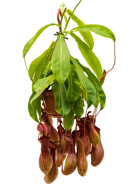 Planta naturala de interior Hanger D25xH50cm Nepenthes alata PS14/9cm in pamant