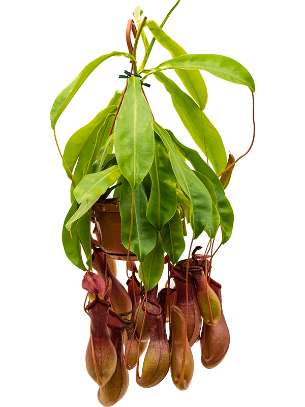 Planta naturala de interior Hanger D25xH50cm Nepenthes alata PS14/9cm in pamant