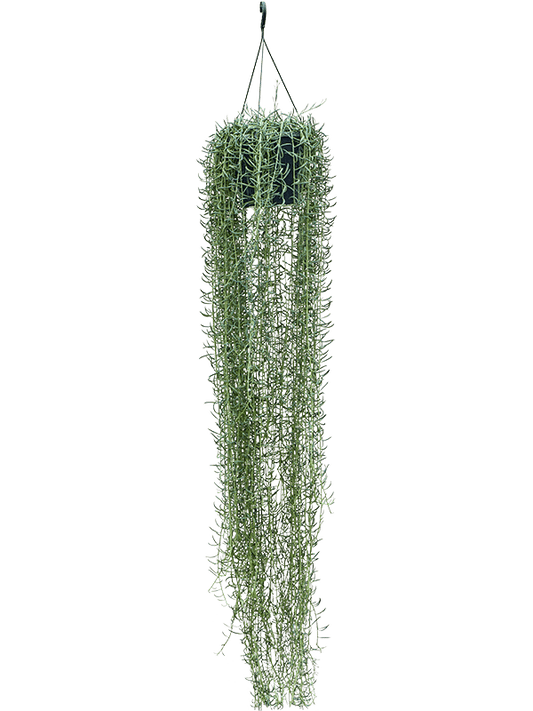 Planta naturala de interior Hanger D30xH160cm Senecio blue pickle PS25/17cm in pamant