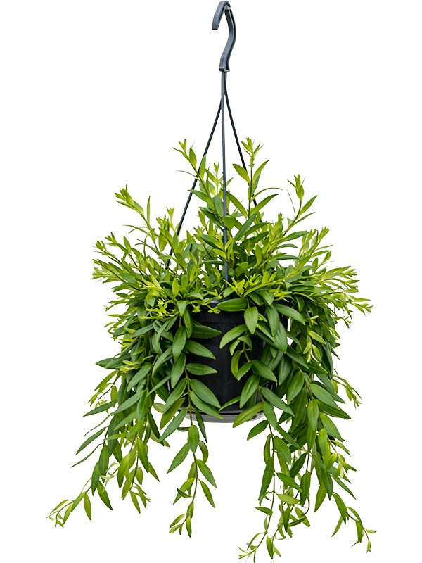 Planta naturala de interior Hanger D30xH30cm Aeschynanthus 'Japhrolepis' PS15/13cm in pamant