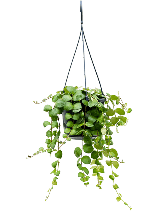 Planta naturala de interior Hanger D30xH30cm Aeschynanthus 'Pink Polka' PS15/14cm in pamant