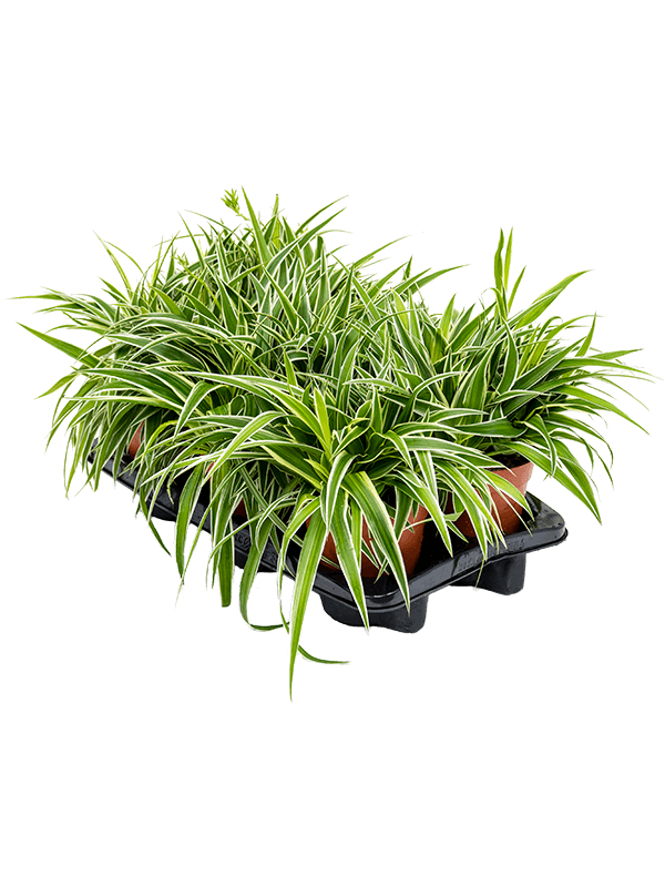 Planta naturala de interior Hanger D30xH30cm Chlorophytum comosum 'Ocean' PS15/14cm in pamant