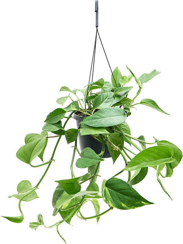 Planta naturala de interior Hanger D30xH35cm Scindapsus (Epipremnum) 'Aureum' PS17/12cm in pamant