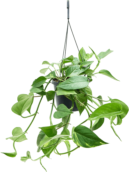 Planta naturala de interior Hanger D30xH35cm Scindapsus (Epipremnum) 'Aureum' PS17/12cm in pamant