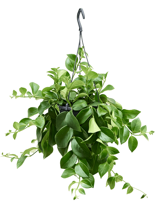 Planta naturala de interior Hanger D30xH40cm Aeschynanthus 'Mona Lisa' PS15/13cm in pamant