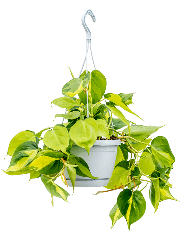 Planta naturala de interior Hanger D30xH40cm Philodendron scandens 'Brasil' PS17/12cm in pamant