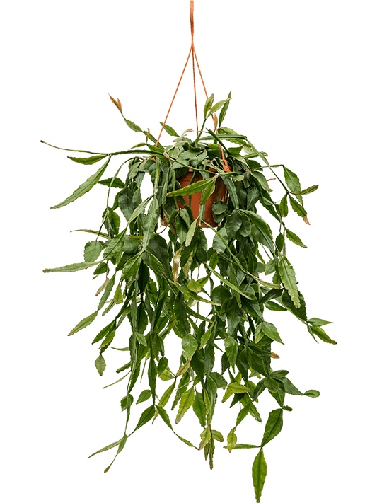 Planta naturala de interior Hanger D30xH50cm Rhipsalis elliptica PS20/14cm in pamant
