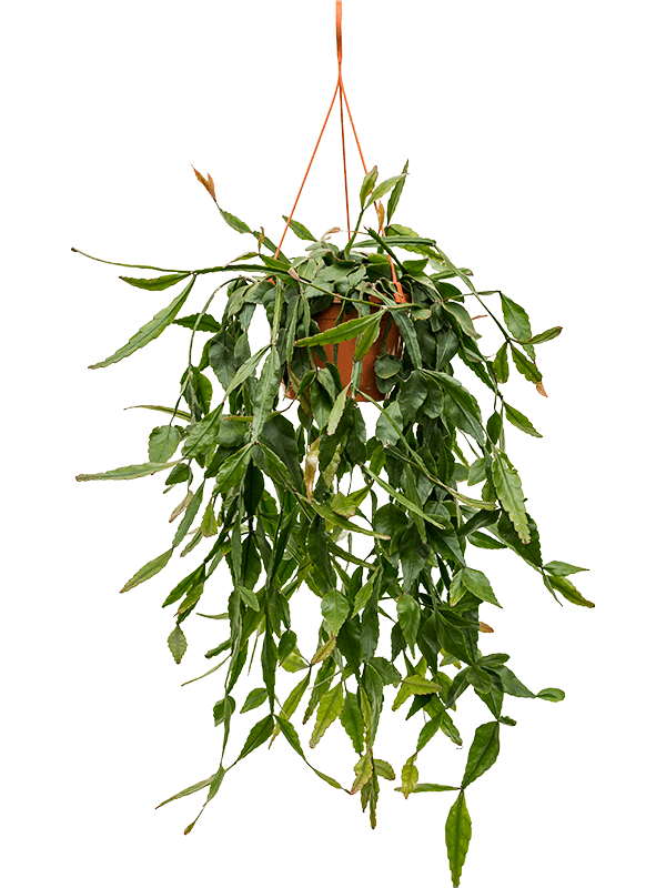 Planta naturala de interior Hanger D30xH50cm Rhipsalis elliptica PS20/14cm in pamant