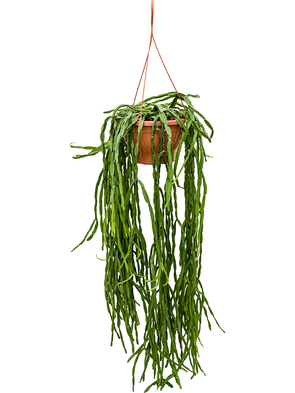 Planta naturala de interior Hanger D30xH55cm Rhipsalis paradoxa PS25/16cm in pamant