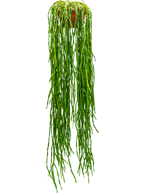 Planta naturala de interior Hanger D35xH100cm Rhipsalis paradoxa PS30/17cm in pamant