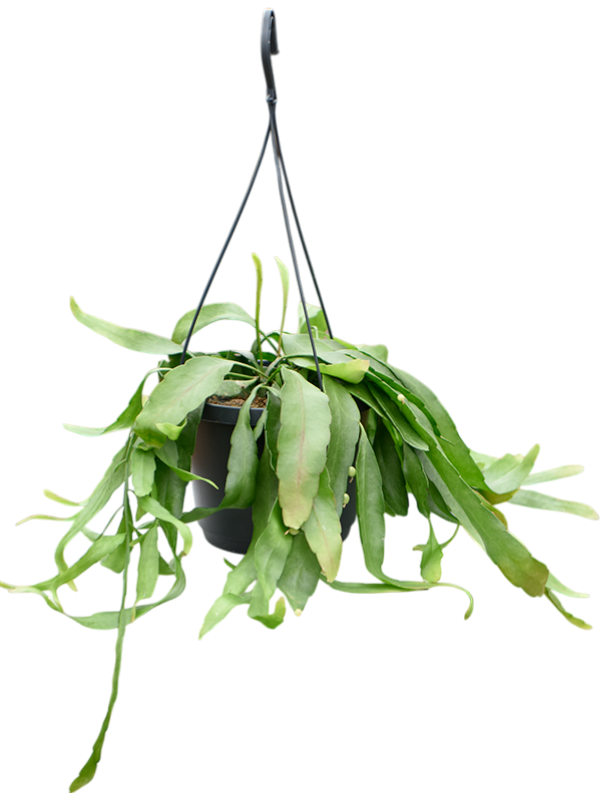 Planta naturala de interior Hanger D35xH25cm Rhipsalis ramulosa 'Red Coral' PS17/14cm in pamant