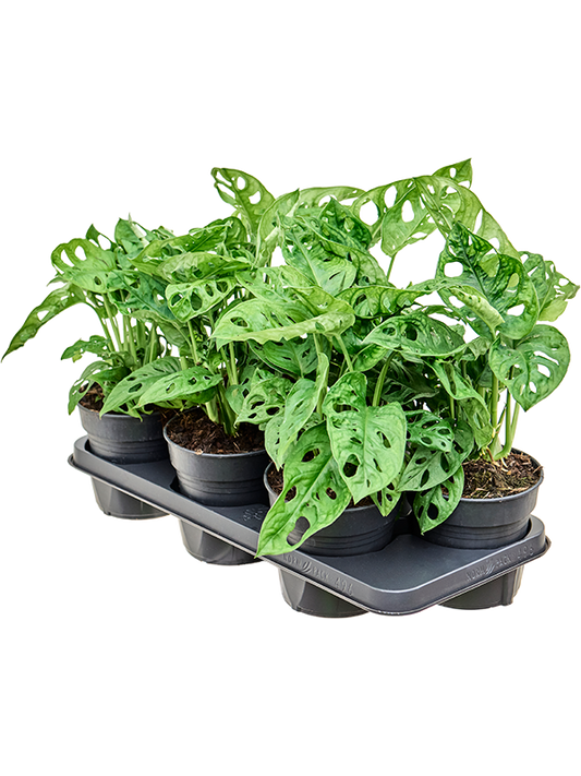 Planta naturala de interior Hanger D35xH30cm Monstera adansonii PS15/12cm in pamant