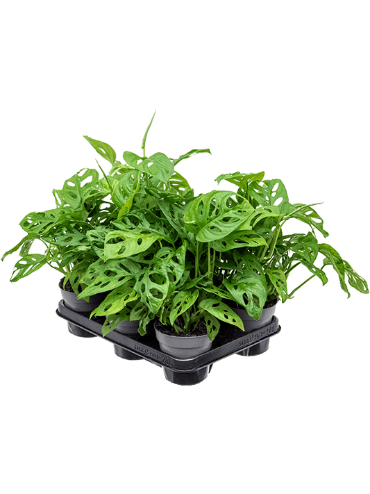 Planta naturala de interior Hanger D35xH35cm Monstera obliqua PS12/10cm in pamant