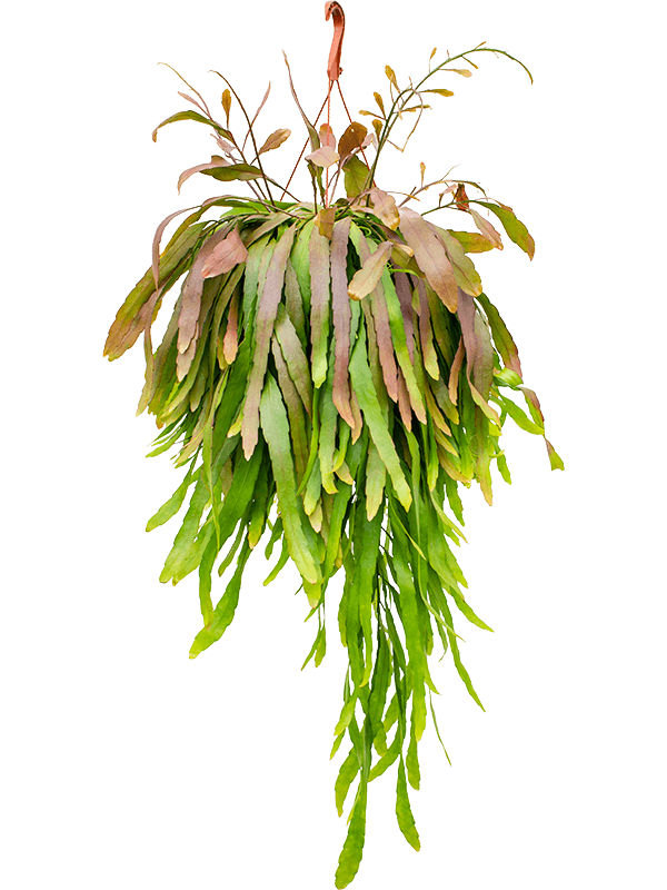 Planta naturala de interior Hanger D35xH45cm Rhipsalis ramulosa 'Red Coral' PS21/14cm in pamant