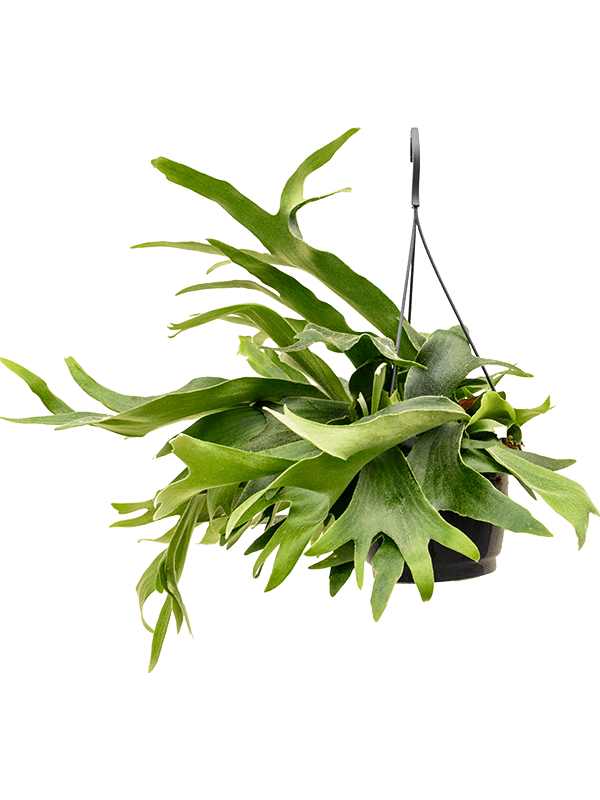 Planta naturala de interior Hanger D35xH50cm Platycerium bifurcatum PS21/17cm in pamant