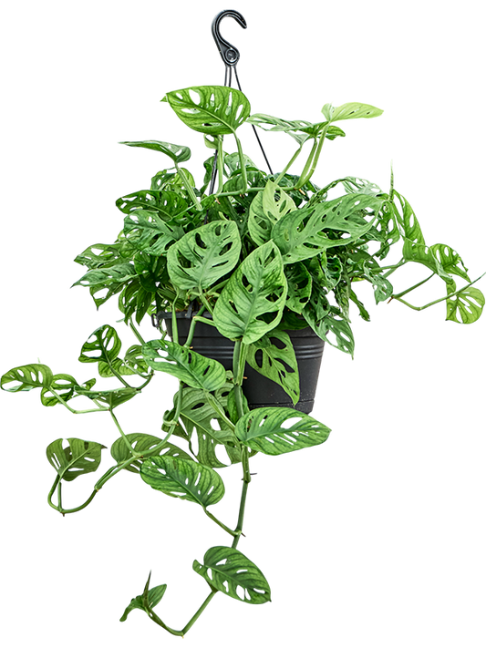 Planta naturala de interior Hanger D35xH60cm Monstera obliqua PS28/17cm in pamant