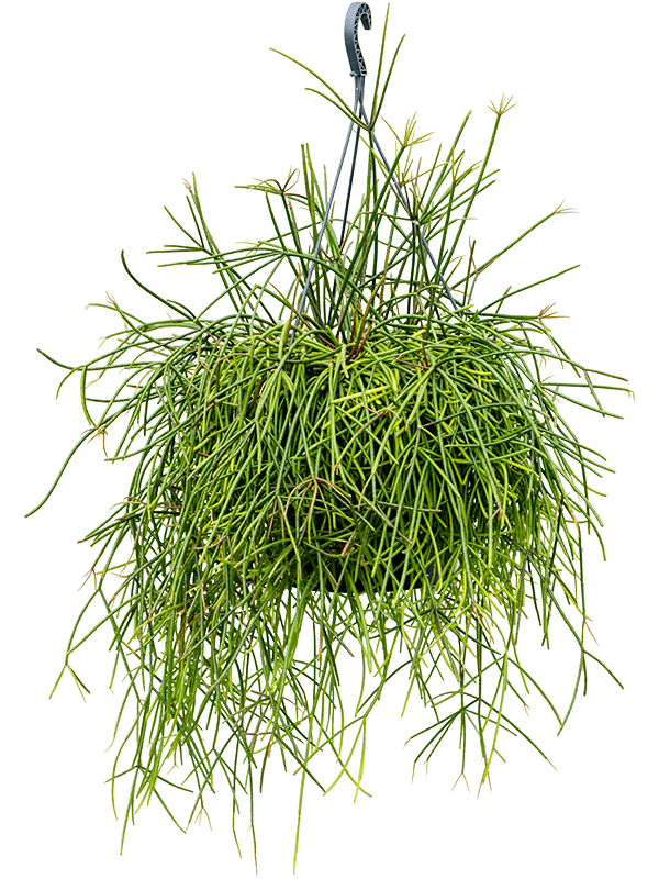 Planta naturala de interior Hanger D35xH60cm Rhipsalis mauretiana PS25/17cm in pamant