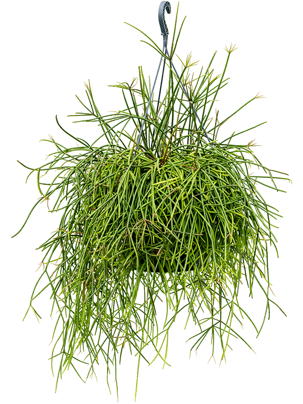 Planta naturala de interior Hanger D35xH60cm Rhipsalis mauritiana PS25/17cm in pamant