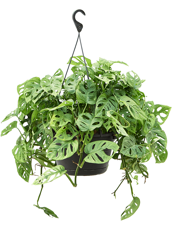 Planta naturala de interior Hanger D35xH100cm Monstera obliqua PS28/17cm in pamant