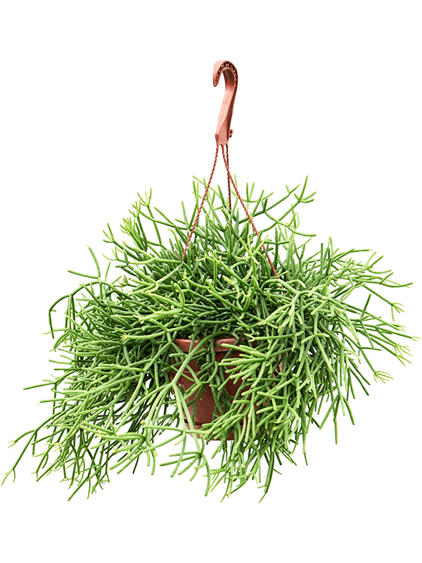 Planta naturala de interior Hanger D40xH35cm Rhipsalis heteroclada PS17/14cm in pamant