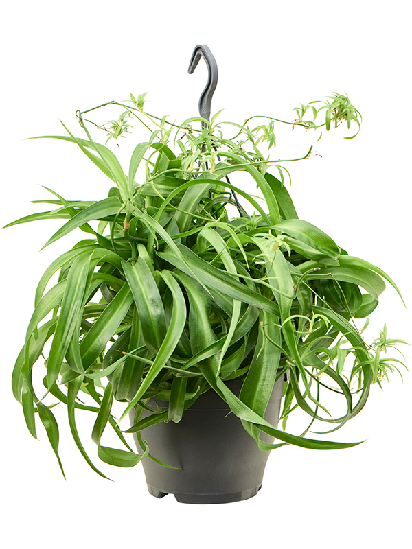 Planta naturala de interior Hanger D40xH40cm Chlorophytum Comosum 'Green Bonnie' PS19/15cm in pamant