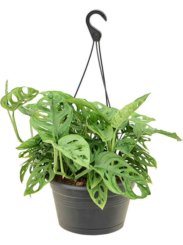 Planta naturala de interior Hanger D40xH50cm Monstera adansonii PS28/18cm in pamant