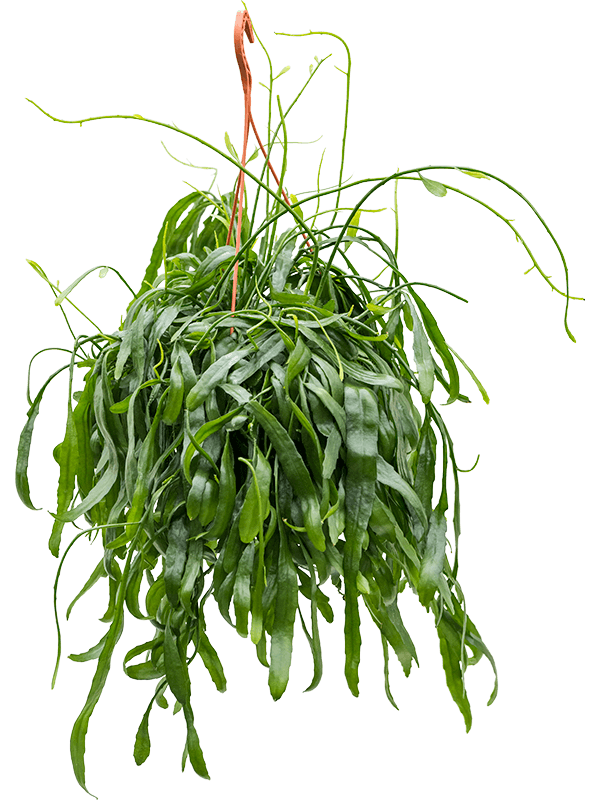 Planta naturala de interior Hanger D40xH50cm Rhipsalis ramaloris PS20/15cm in pamant