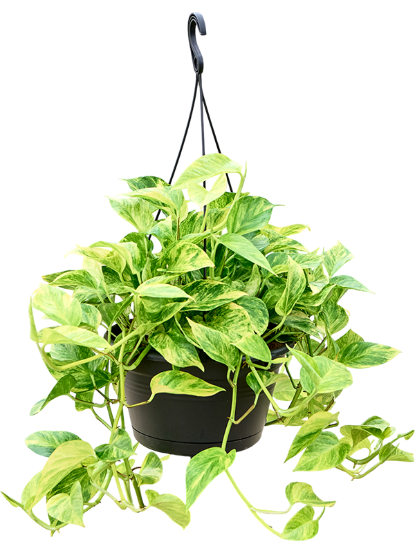 Planta naturala de interior Hanger D40xH50cm Scindapsus (Epipremnum) 'Aureum' PS28/17cm in pamant