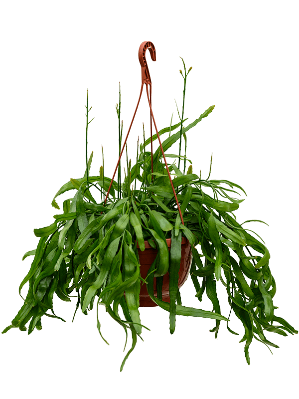 Planta naturala de interior Hanger D40xH60cm Rhipsalis ramaloris PS25/17cm in pamant