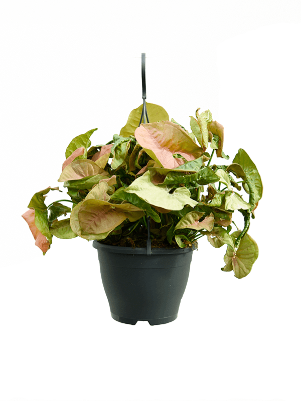 Planta naturala de interior Hanger D40xH60cm Syngonium 'Neon' PS19/15cm in pamant