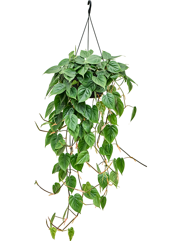 Planta naturala de interior Hanger D40xH120cm Philodendron scandens (100-120) PS28/17cm in pamant