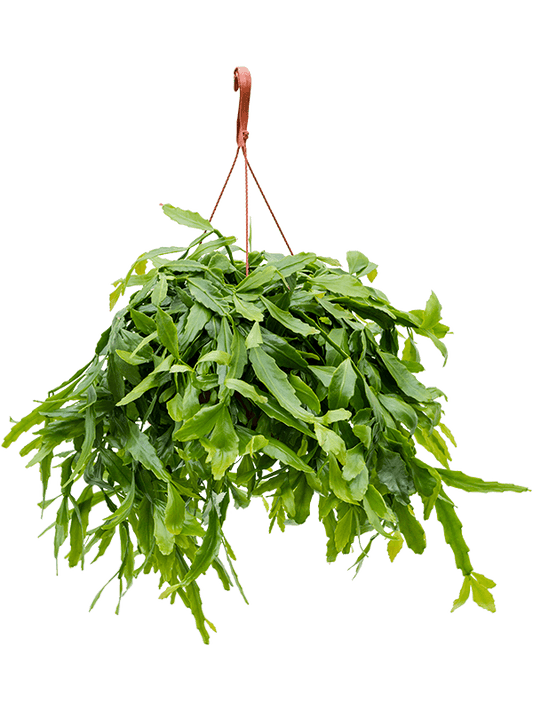 Planta naturala de interior Hanger D40xH70cm Rhipsalis crispata PS21/15cm in pamant
